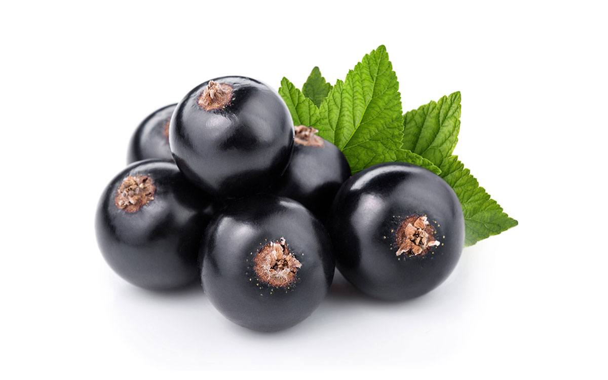 Blackcurrant Jekyll Theme | Blackcurrant